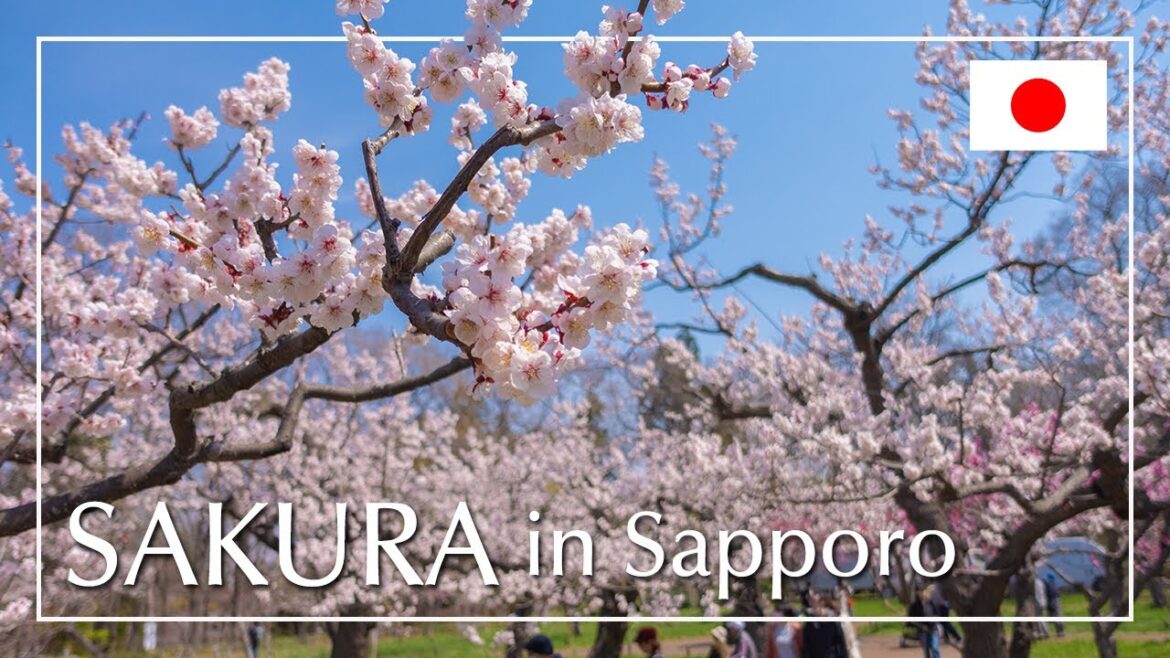 從札幌市中心搭電車5分鐘就能欣賞櫻花絕景名勝（北海道神宮）