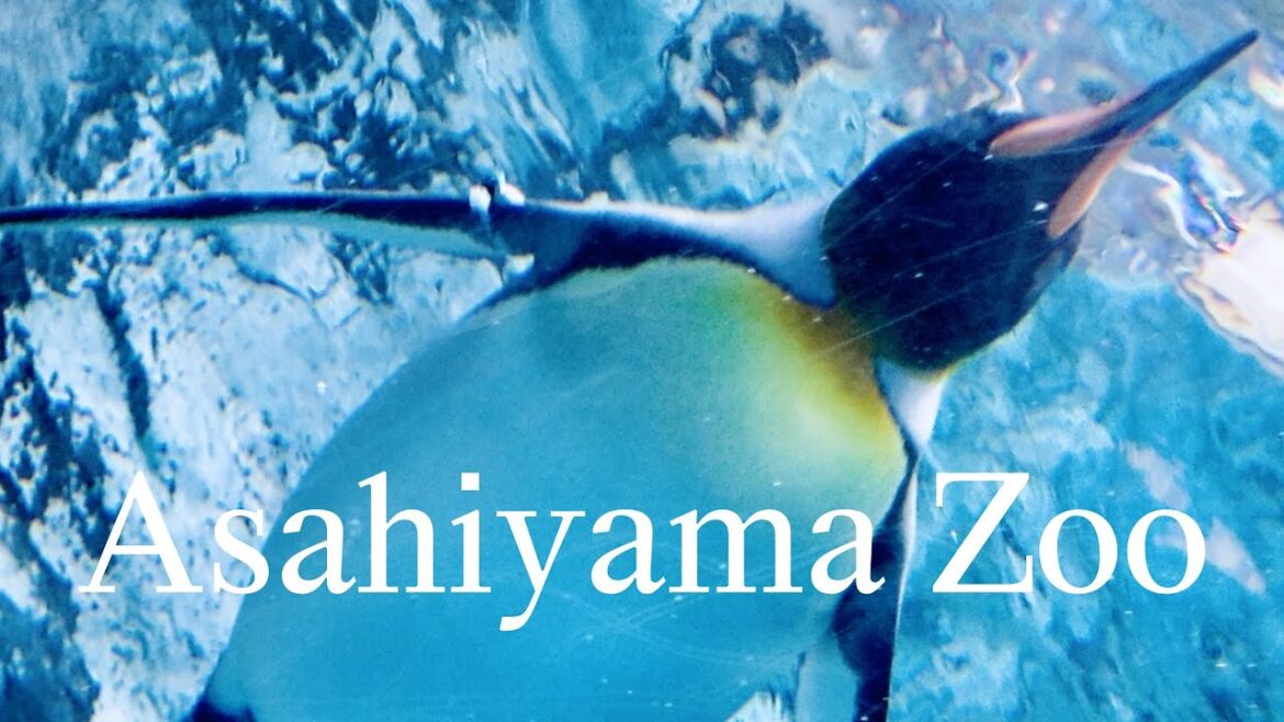 Asahiyama Zoo: A Virtual Journey to Japan’s Most Innovative Wildlife Wonderland! Asahiyama Zoo: A Virtual Journey to Japan's Most Innovative Wildlife Wonderland!