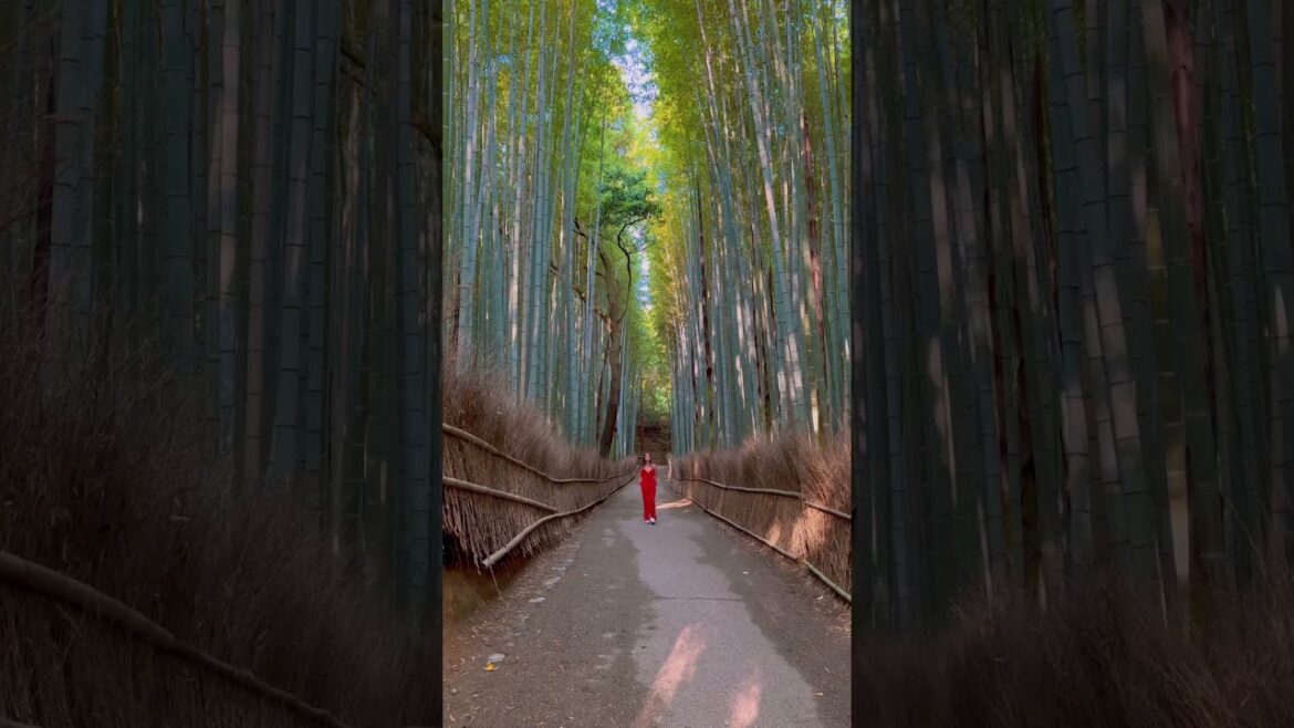 Come to KYOTO 🇯🇵 #kyoto #japan #japantravel