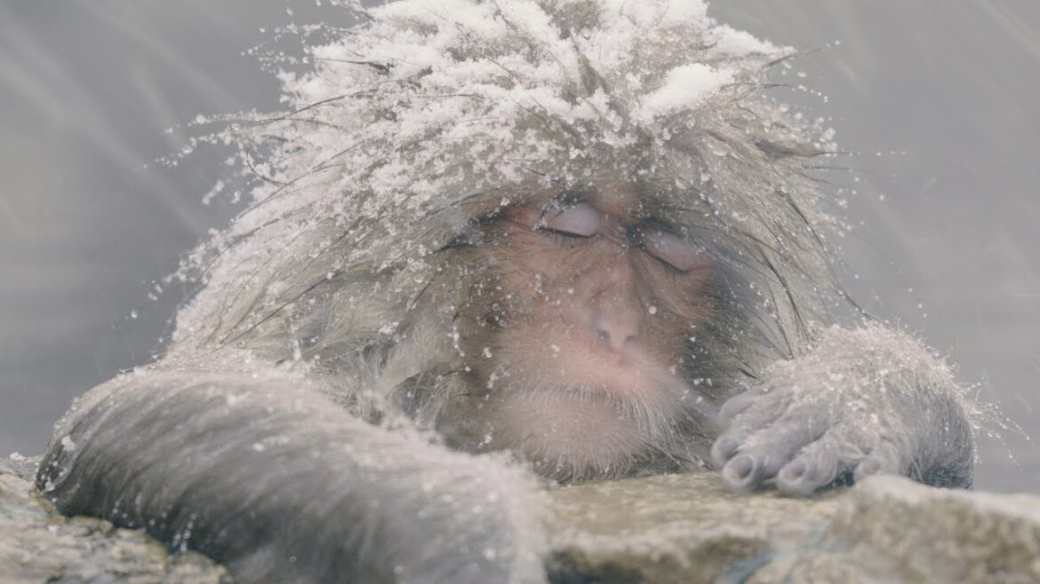 [8K60P] 地獄谷野猿公苑の温泉猿 Snow Monkey hot spring Shot on RED