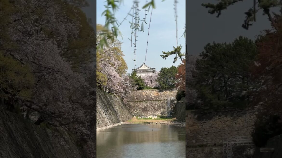 Nagoya Castle. #shorts #japan #nagoya #spring #travel #sakura #2023 #trending #explore #life