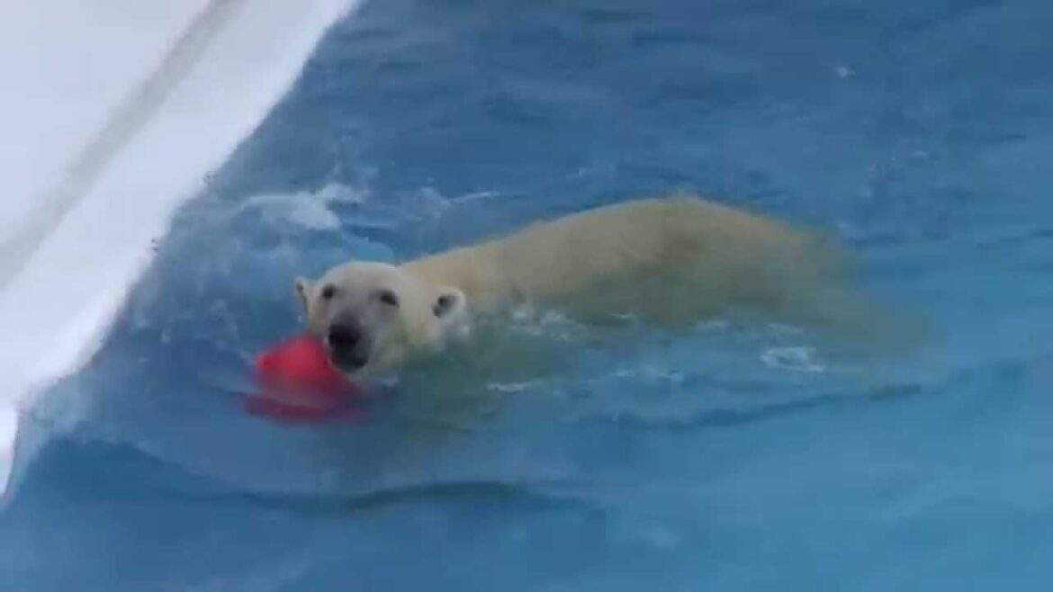 Marle the polar bear is playful in the water at  Kumamoto City Zoological and Botanical Gardens