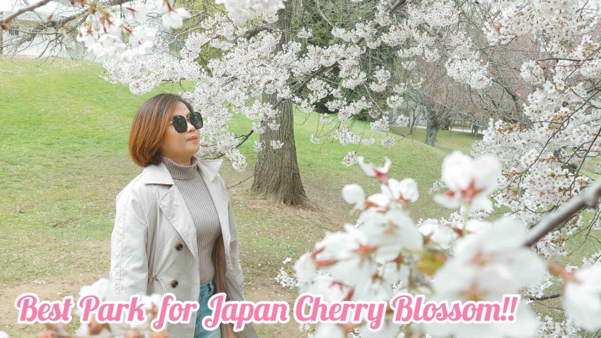 JAPAN CHERRY BLOSSOMS PART 2: SAKURA VIEWING EXPERIENCE AT NAKAJIMA PARK SAPPORO | JAPAN VLOG 2023