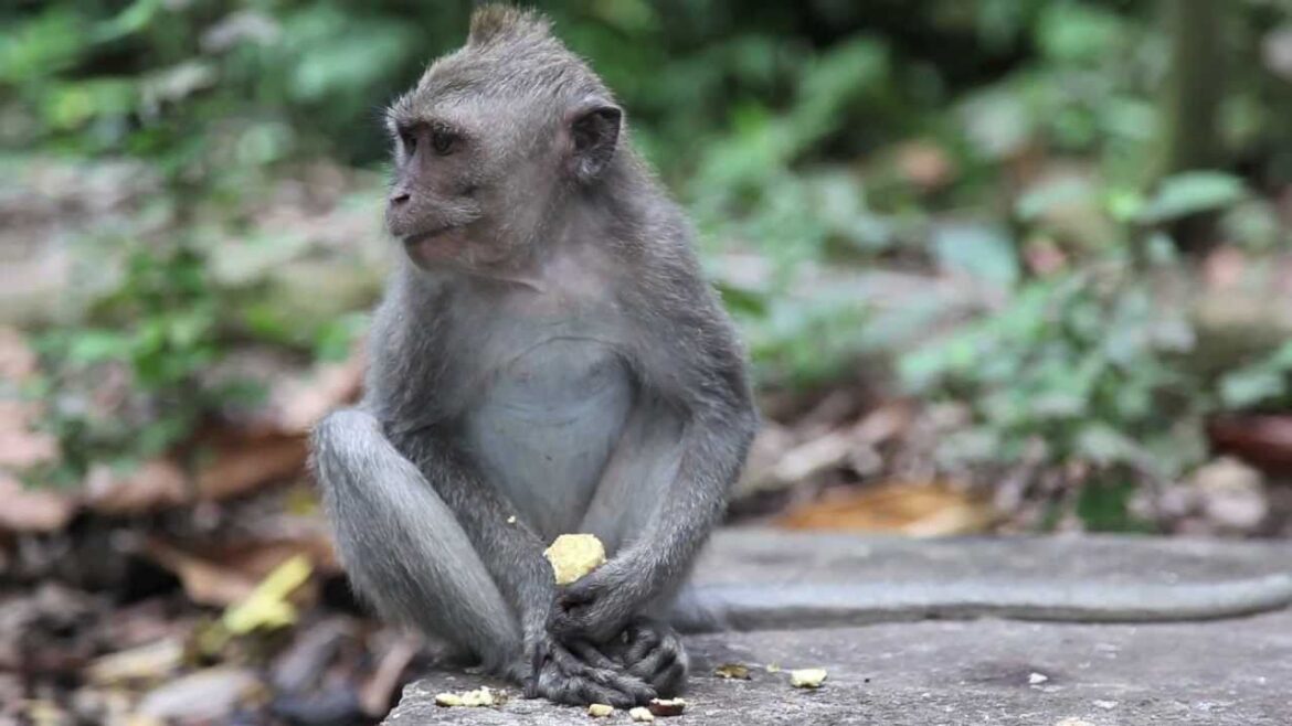 Sacred Monkey Forest (Ubud - Bali)