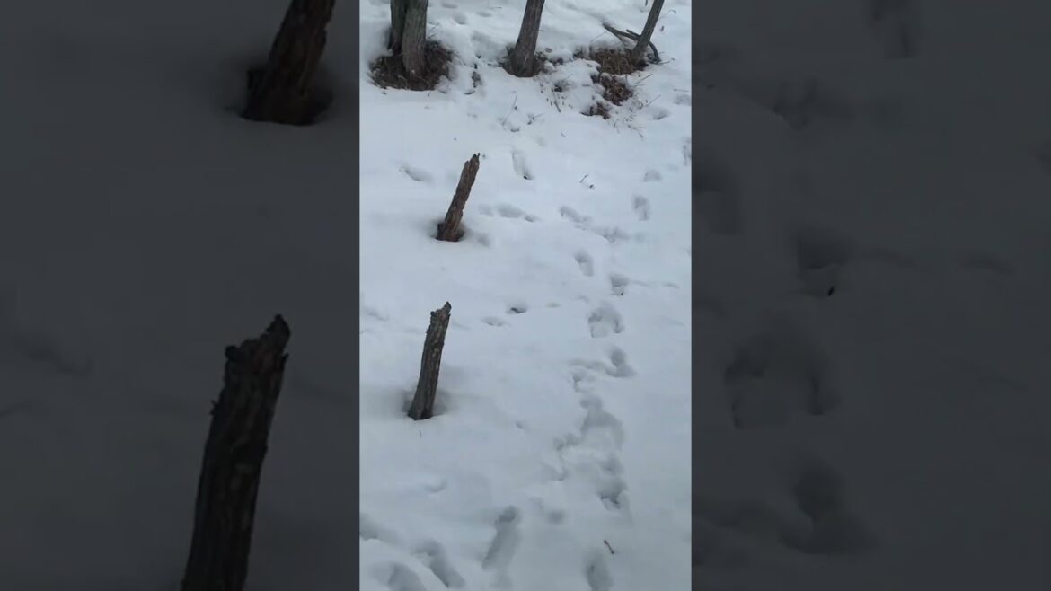 La locomotora invernal de Kushiro 7: Hokkaido #shorts