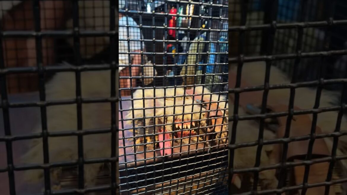 THIS is the Wizarding World of Harry Potter in Universal Studios Japan