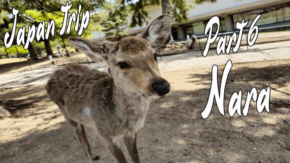 Japan Trip April 2023 Travel VLOG #6 - KYOTO - Nara Deer Park. Gion at Sunrise.