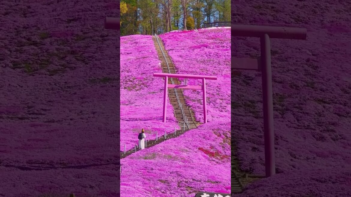 Ascending To Floral Heaven At Higashimokoto Shibazakura Park In Hokkaido, Japan