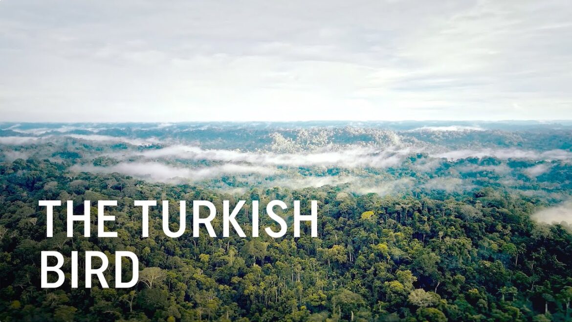 The Turkish Bird – Turkish Airlines The Turkish Bird - Turkish Airlines
