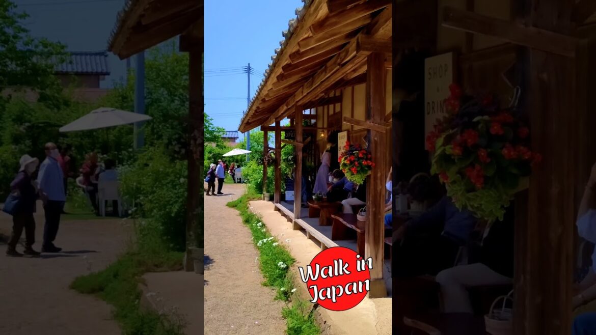 Ninomiya Rose Garden | Shop + Drink 🍒 #shorts