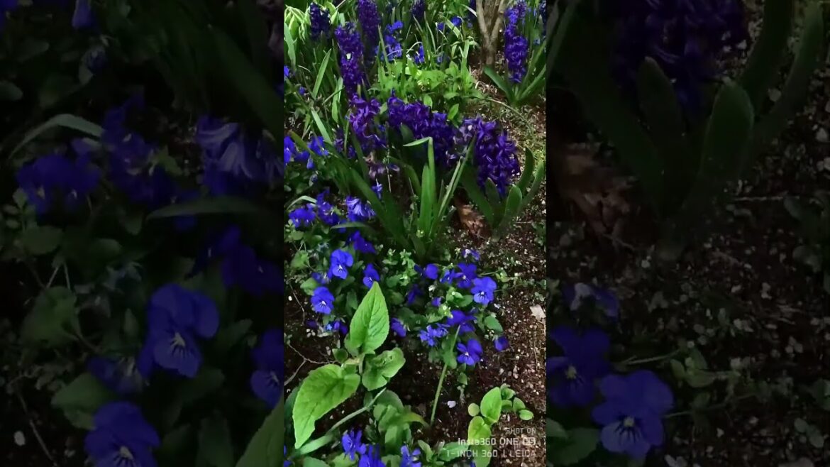 バラクラ ブルーガーデンの謎の花 バラクラ ブルーガーデンの謎の花