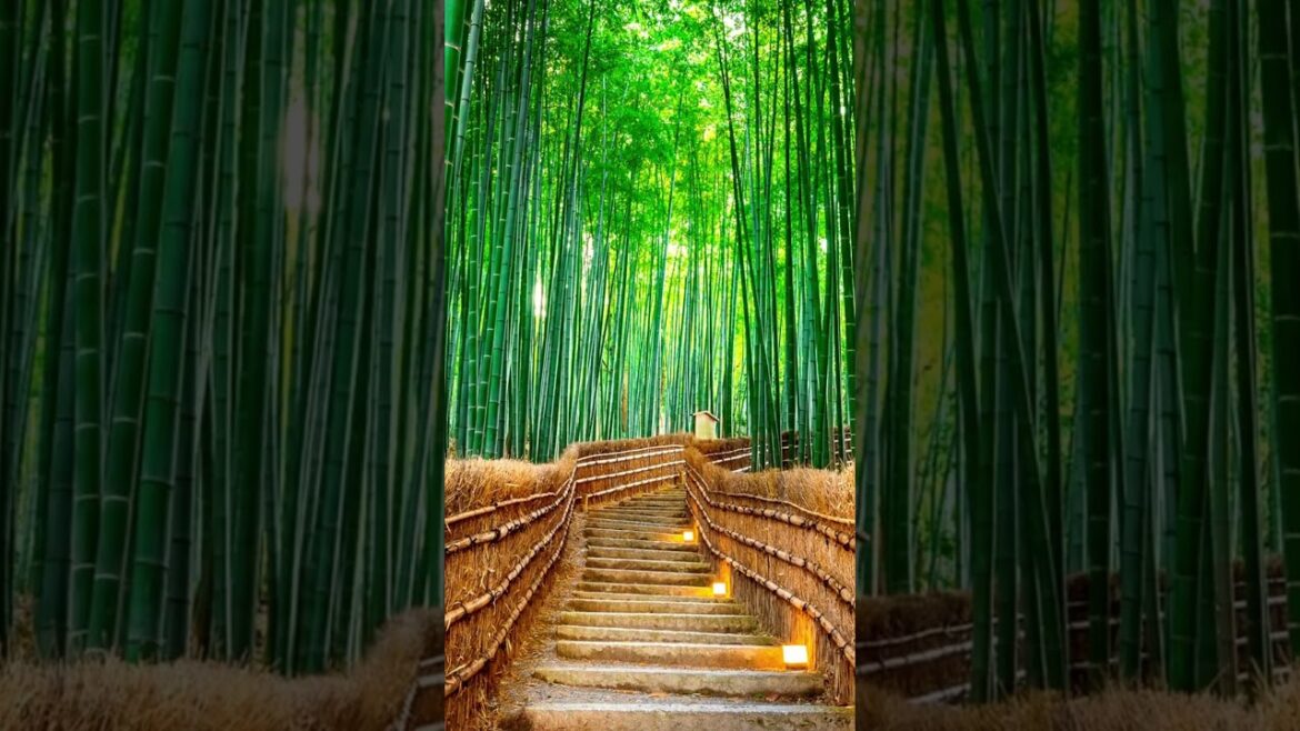 The Beauty of Arashiyama, Kyoto!!! 🇯🇵 😯 #travel #japan #youtubeshorts #shorts #traveljapan #trending