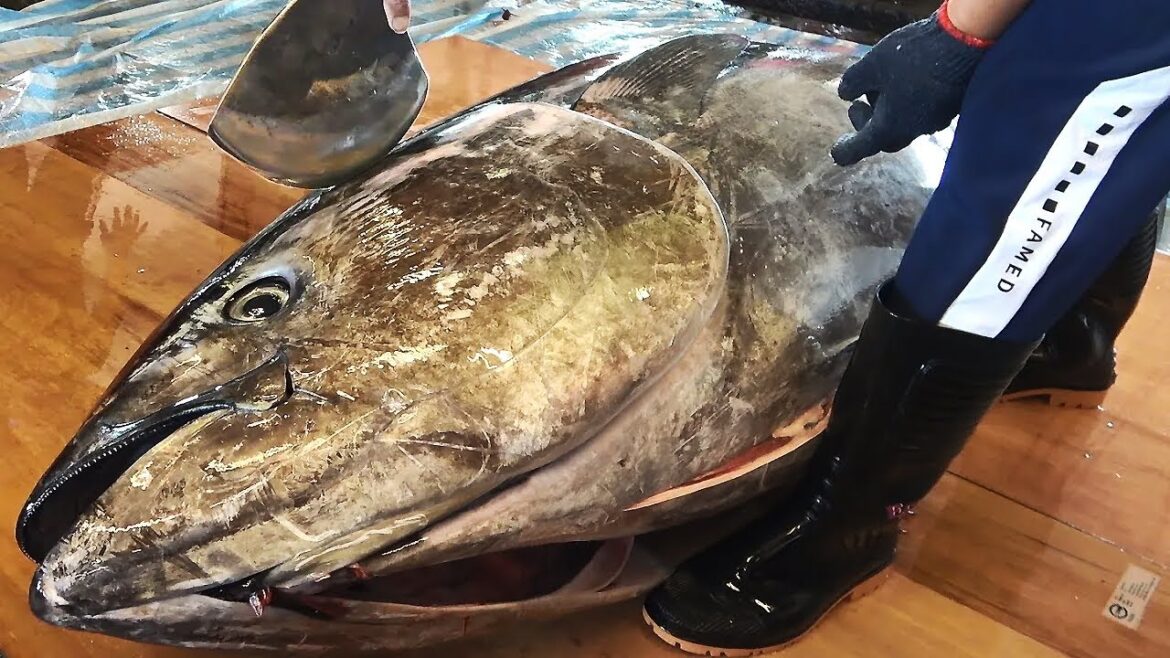 The Sharpest Knife Cuts Over 300kg Giant Bluefin Tuna