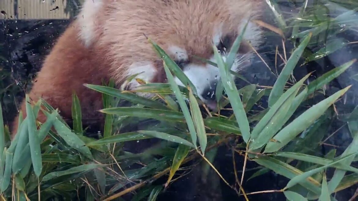 Keep Calm and Eat Bamboo - Red Panda #uenozoo  - Japan Travel Destinations