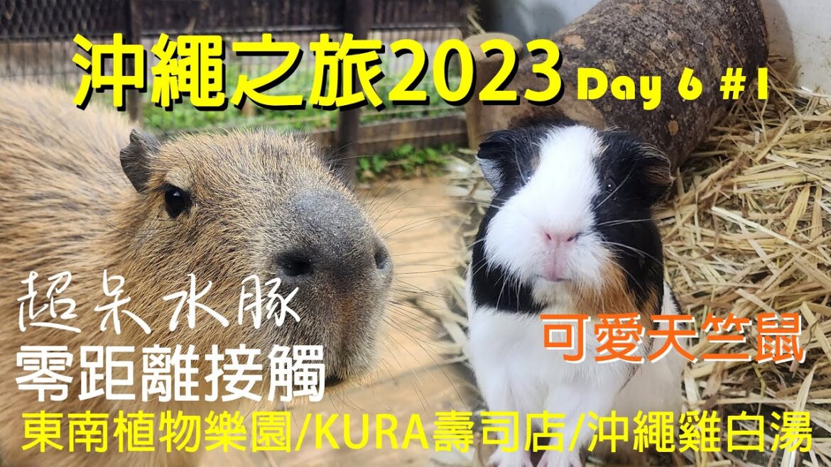 沖繩自駕遊 [東南植物樂園][KURA廻轉壽司店][雞白湯拉麵] 七天沖繩之旅2023 Day 6 Part I @EyeBagsMurphy  #日本 #沖繩