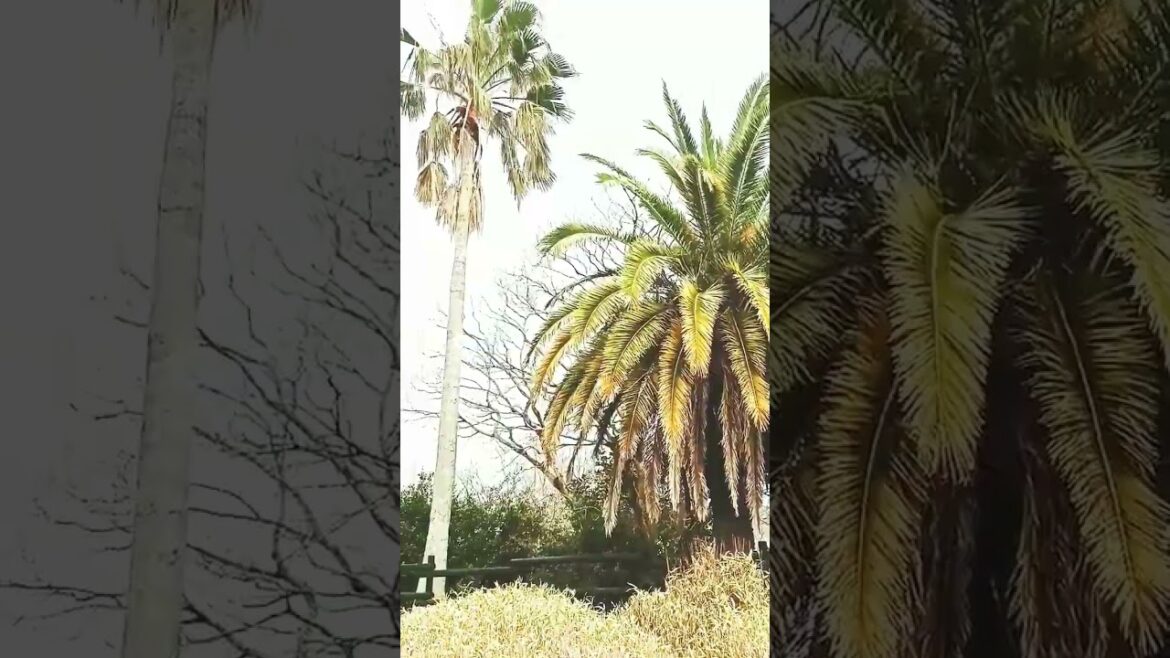 the beauty of Amakusa, Kumamoto, JAPAN ASMR 🌴☀