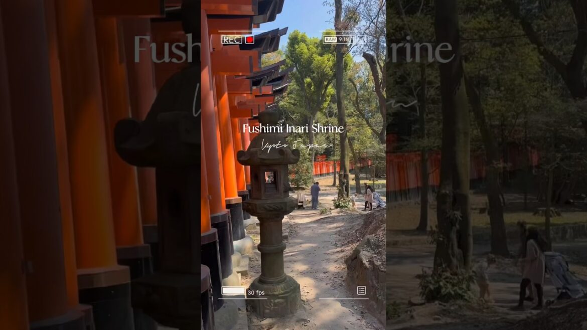 Fushimi Inari Shrine, Kyoto. #japan #japantravel #japanvlogger #travel #japanlife #kyoto #shrine