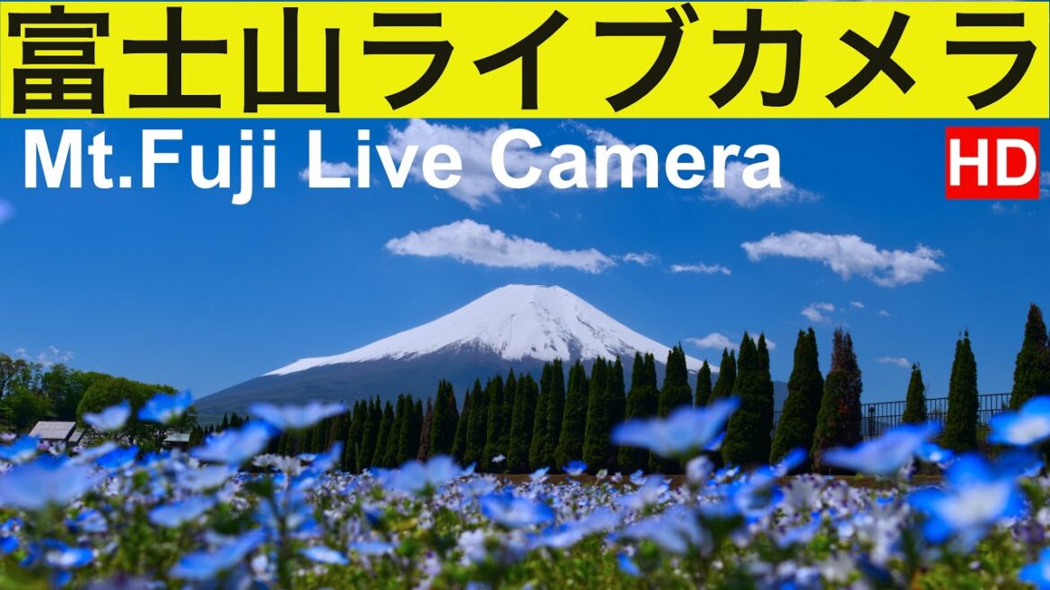 FUJI LIVE CAMERA  春の富士山、北斎画の富士山、Mt. Fuji" live camera, World heritage of JAPAN.！世界遺産「富士山」昼の部、（竹の間）