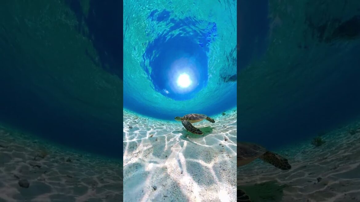 🐢 Shellebrating #WorldTurtleDay - 360 style 😎 #insta360 #turtle #okinawa #miyakoisland #travel #fyp