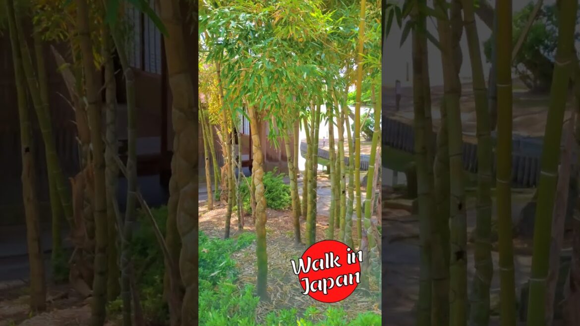 Rare! Turtle Shell Bamboo #shorts #japan