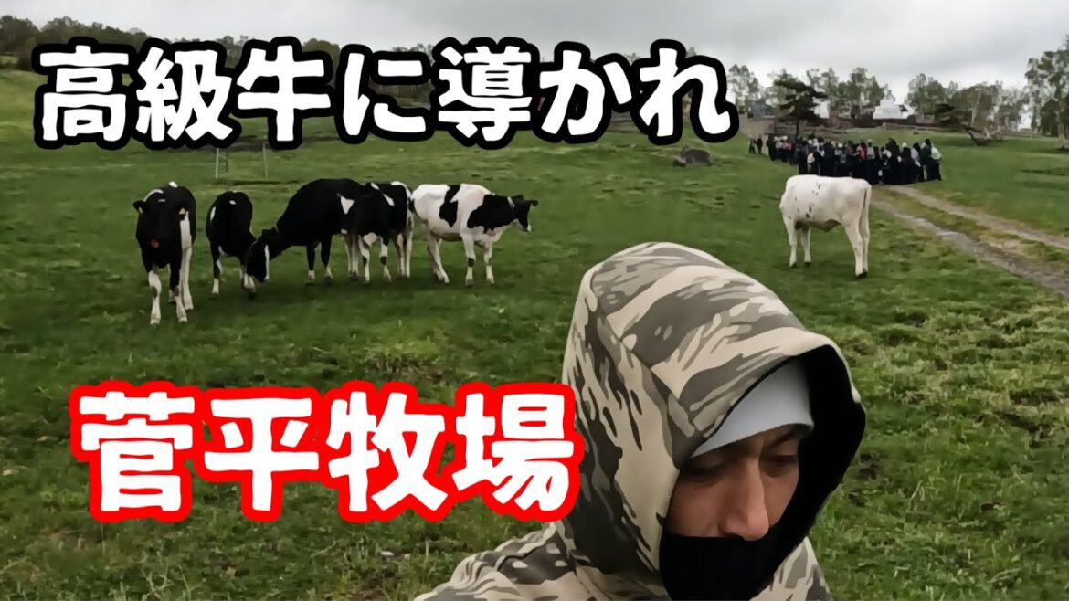 菅平牧場ハイキングコース～牛とともに進め～