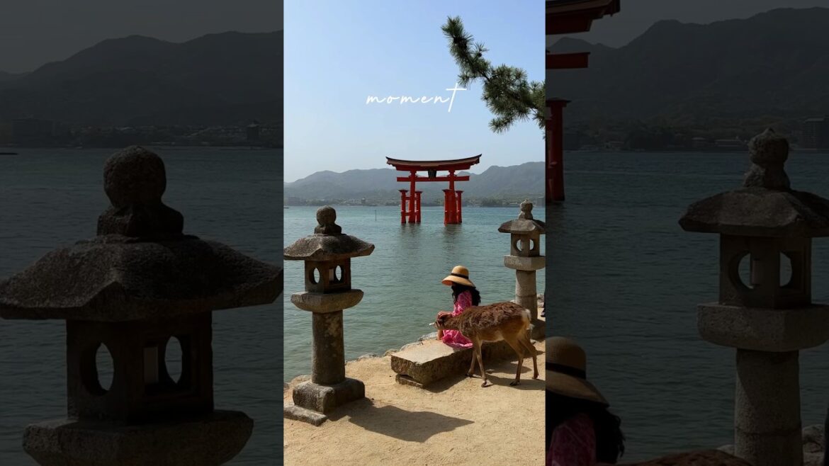 MOMENT VS PHOTOS | JAPAN EDITION