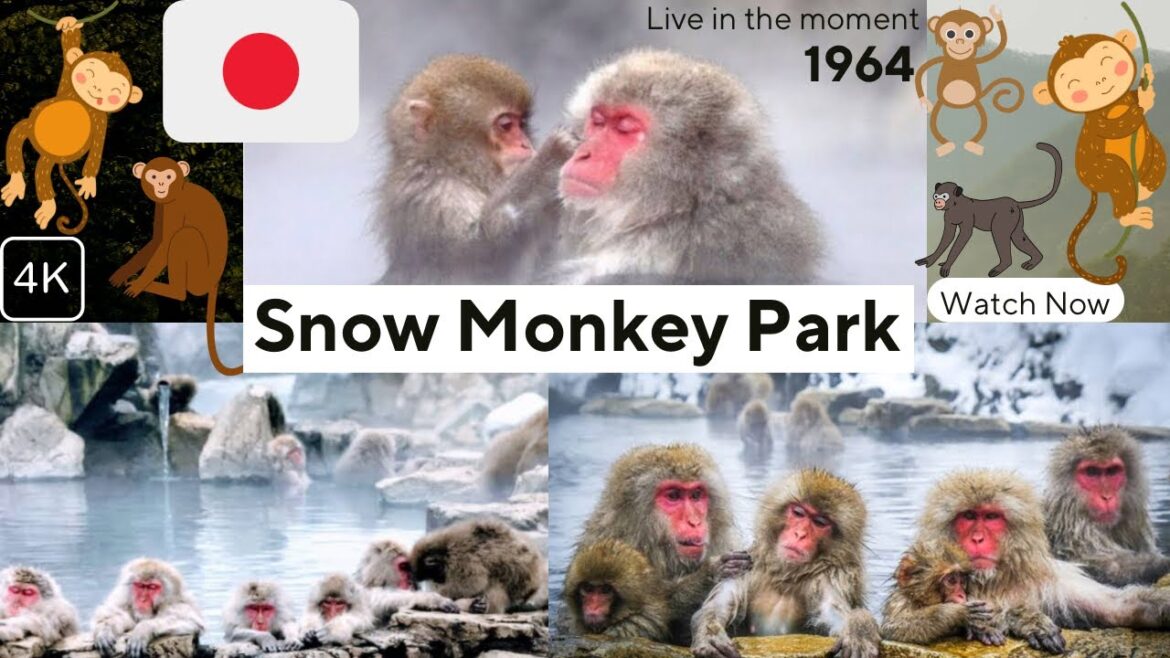 பனி குரங்கின் சுடுதண்ணி குளியல் ரகசியம்🇯🇵Snow monkey park in Nagano Japan|Jikokudani Yaen Koen