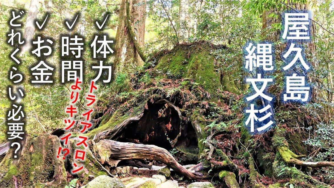 【鹿児島 屋久島 縄文杉(後編)】「体力・時間・お金、どれくらい必要？」- 数字を使って具体的に解説します -
