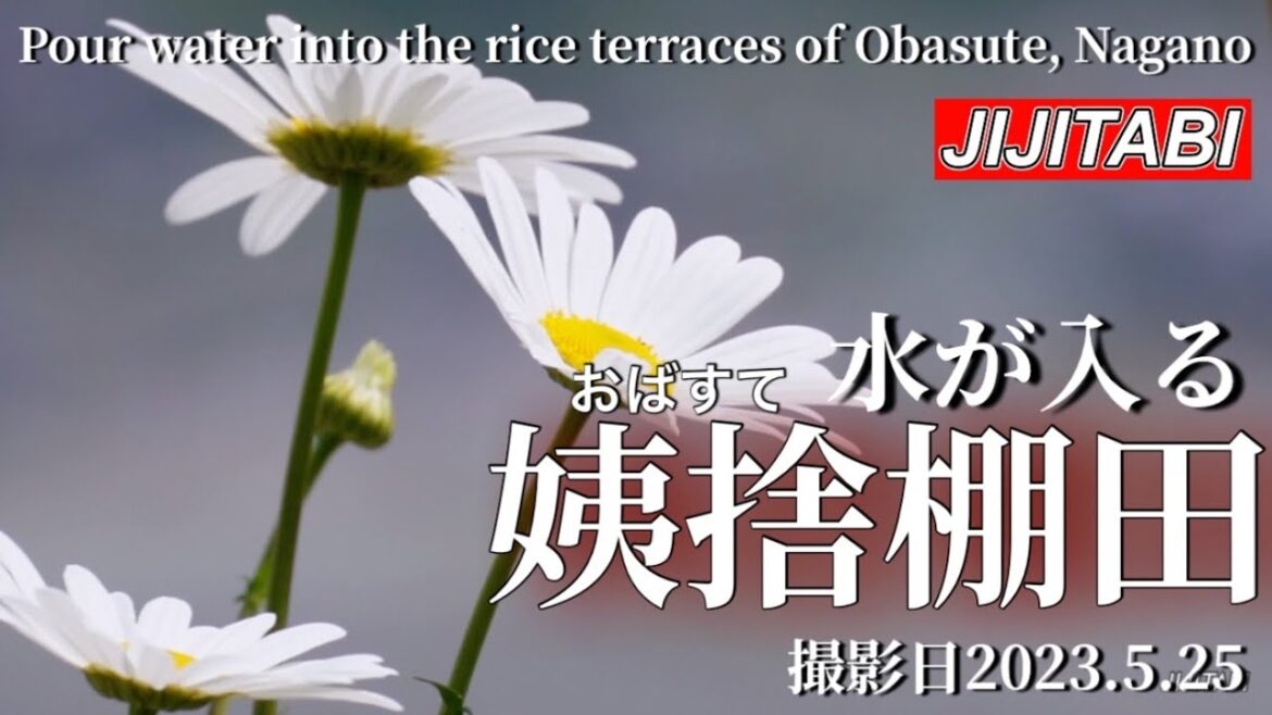 姨捨棚田水が入るPouring water to Obasute rice terraces in Chikuma, Nagano, Japan 姨捨棚田水が入るPouring water to Obasute rice terraces in Chikuma, Nagano, Japan