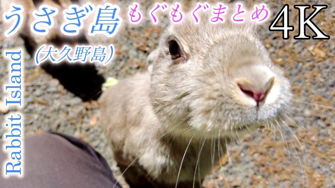 【4K】うさぎ島(大久野島) もぐもぐシーンまとめ / 広島県竹原市大久野島 / Rabbit Island Hiroshima Japan