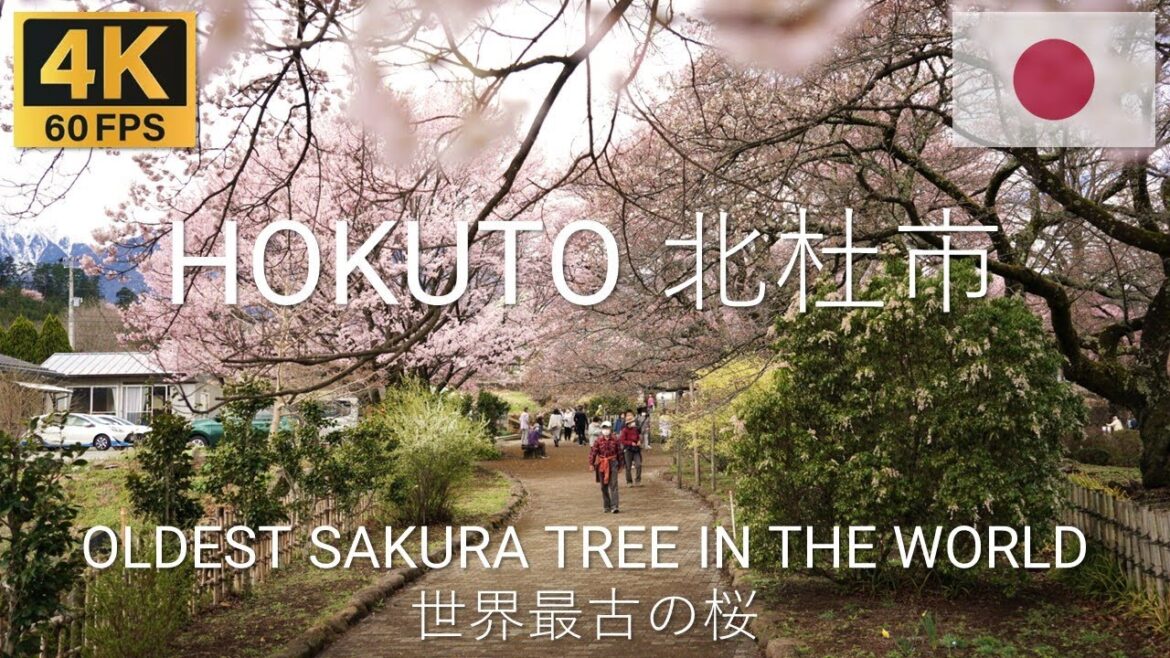 HOKUTO 北杜市 Japan 🇯🇵 | 2023 | 4K·60p | Full Blossom at Japan's Oldest Sakura Tree 山高神代ザクラ散歩