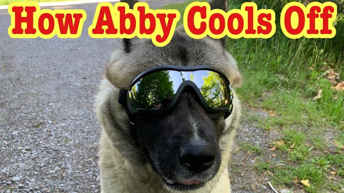 How Abby The Akita Cools Off How Abby The Akita Cools Off