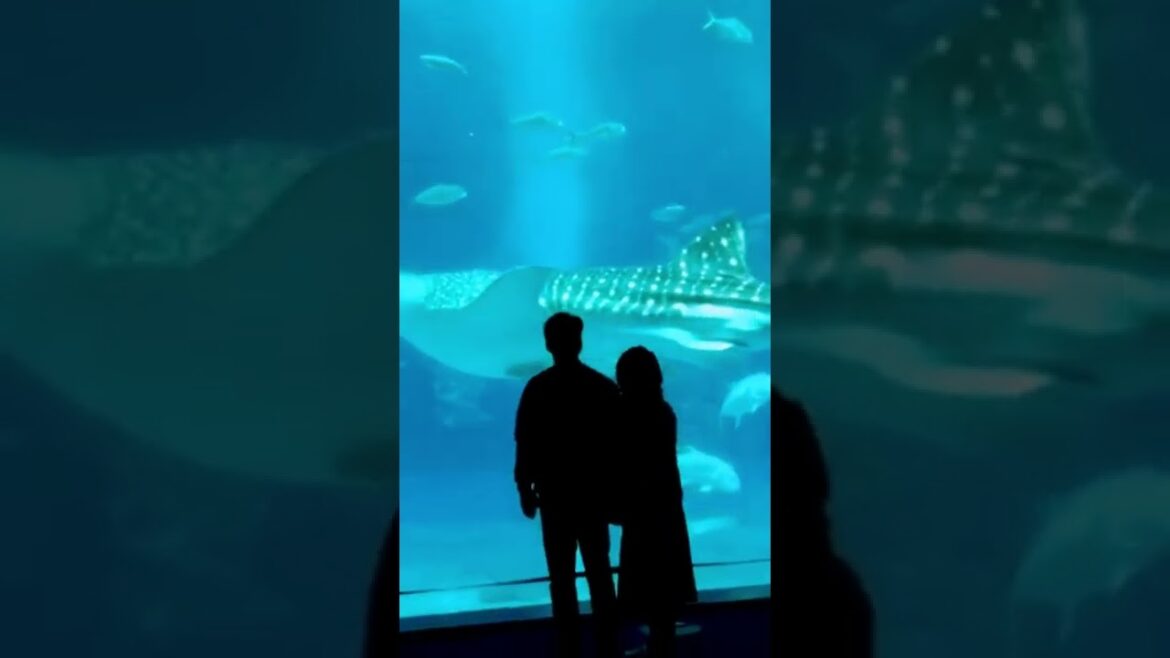 Okinawa Churaumi Aquarium 🇯🇵 #worldtourist #travel #travelvlog #japanvlog #trending #kidtripadvisor Okinawa Churaumi Aquarium 🇯🇵 #worldtourist #travel #travelvlog #japanvlog #trending #kidtripadvisor