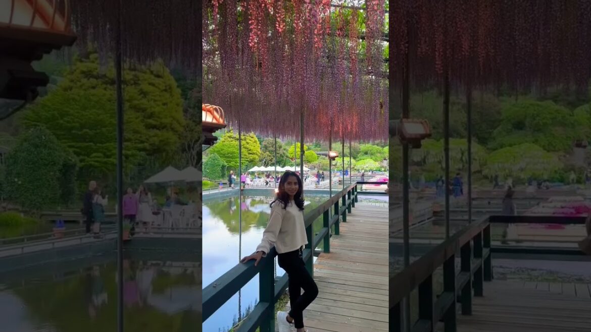 Ashikaga flower park♥️🌸