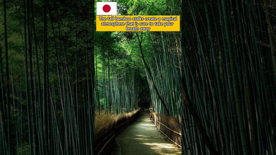 Kyoto japan trip 3 things to do. just follow this. #kyoto #kyototrip #japantravel Kyoto japan trip 3 things to do. just follow this. #kyoto #kyototrip #japantravel