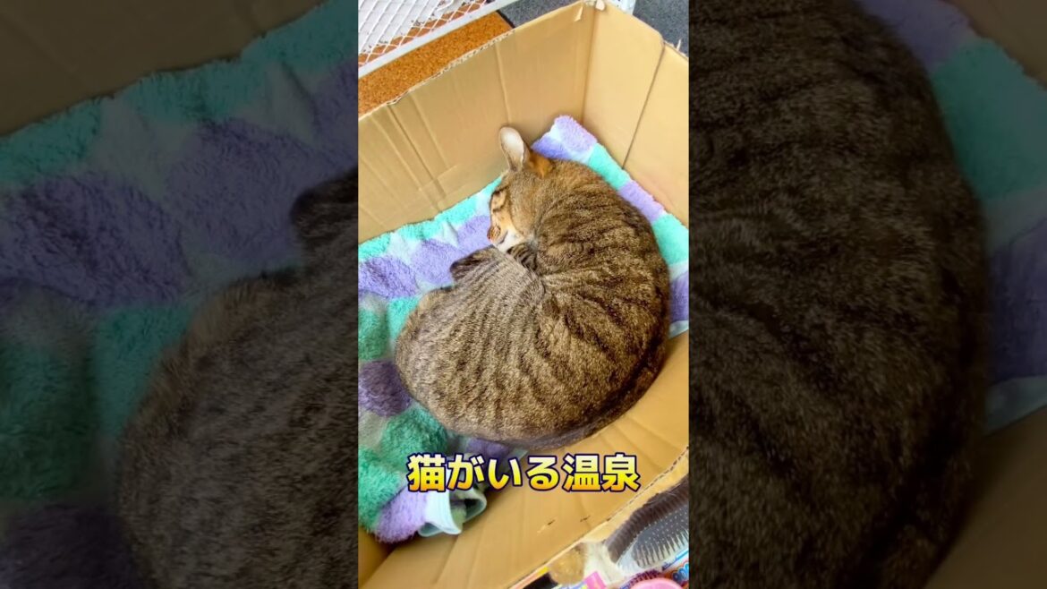 函館で話題沸騰の温泉に行ってきた！猫好きが歓喜！