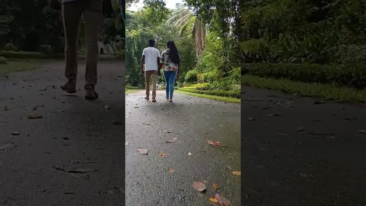 #shorts | Botanic Gardens Path through a beautiful ornamental flower tree 😍🔥 #youtubeshorts #short