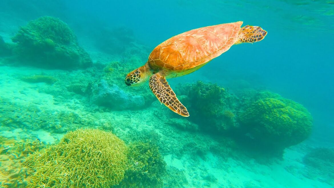 Okinawa beach where you can swim with sea turtles | Japan solo trip vol.6