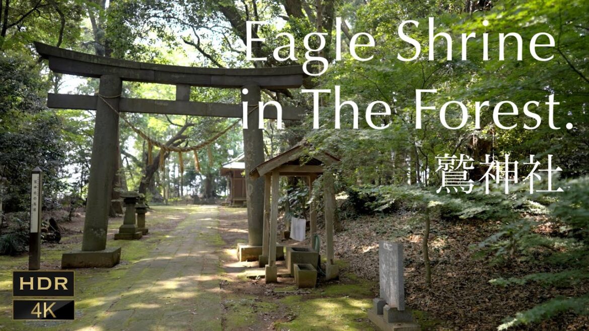 [ 4K HDR JAPAN WALK ][ ASMR ] Japan virtual tour. Eagle Shrine Chiba forest 鷲神社 千葉の穴場 神社 佐倉【環境音】