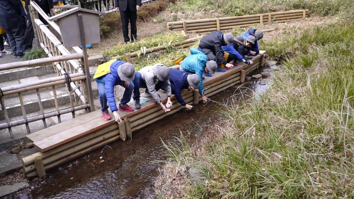 Releasing firefly larvae at Hotel Chinzanso Tokyo [RAW VIDEO]