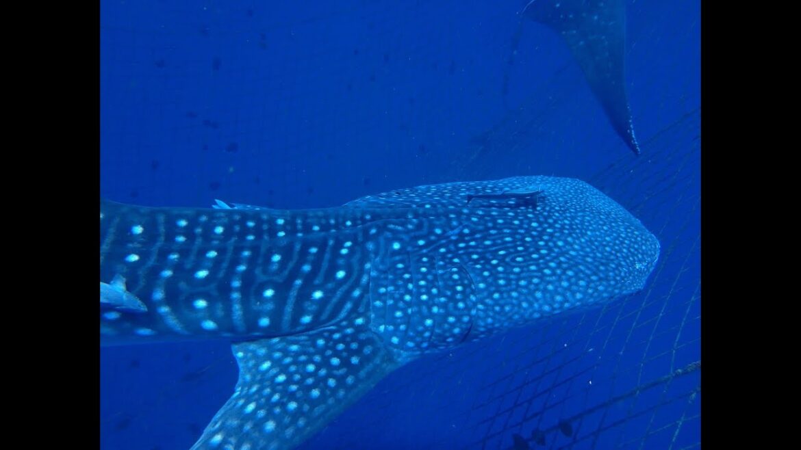 오키나와 자유여행 스쿠버다이빙(Okinawa trip-scuba diving) 20171105