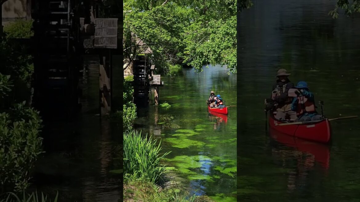 大王わさび農場 #nagano #japan #shorts