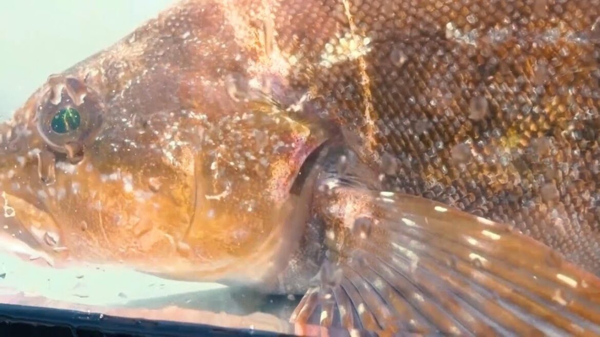 Japanese street Food, Wow..!!! Big grouper fish is made into sashimi