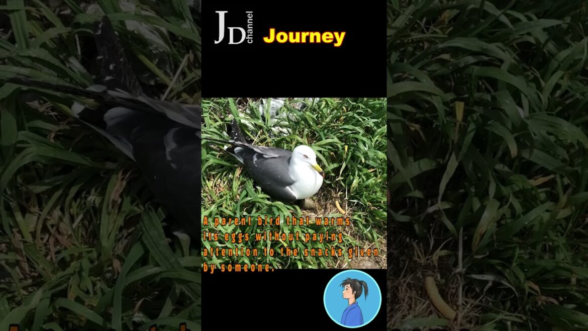 Aomori, Hachinohe,Kabushima【JDchannel Journey】An island inhabited by 30,000 black-tailed gulls