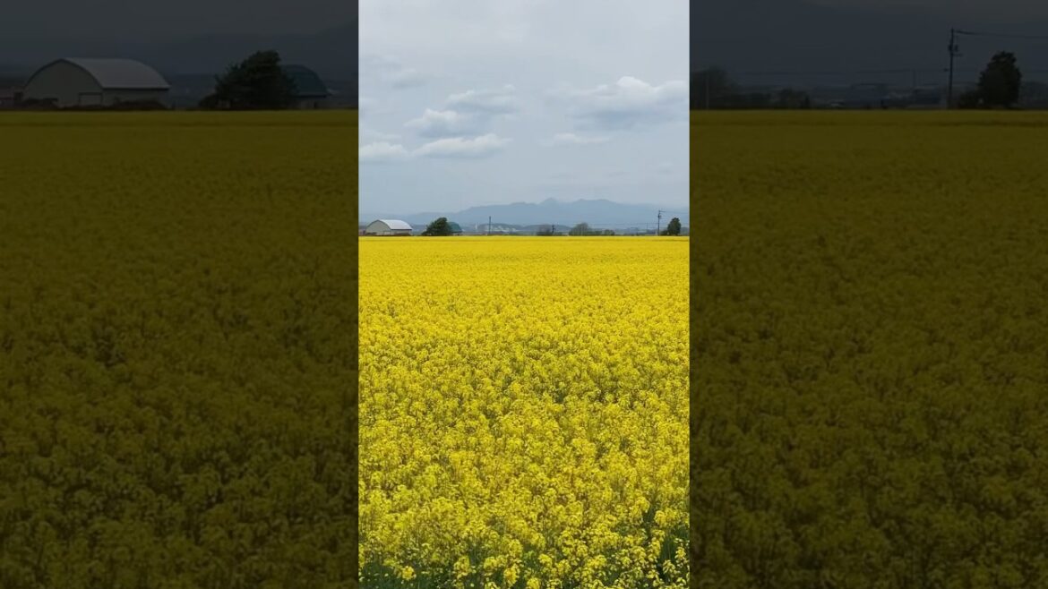 【黄色の絨毯】北海道はやっぱり広かった！！#trip #北海道 #菜の花畑