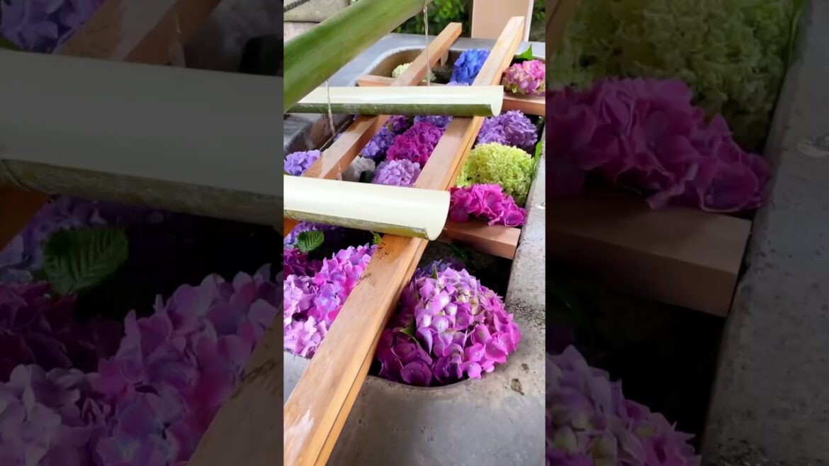 21 Best Hydrangea Spots in Tokyo👀