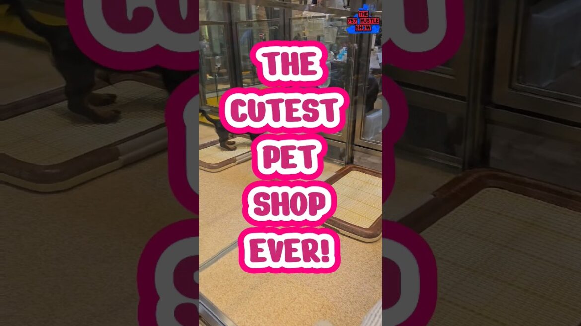 The CUTEST Pet shop in Japan! #pets #animals #furbaby #cats  #shopping #funny #cute #music #travel