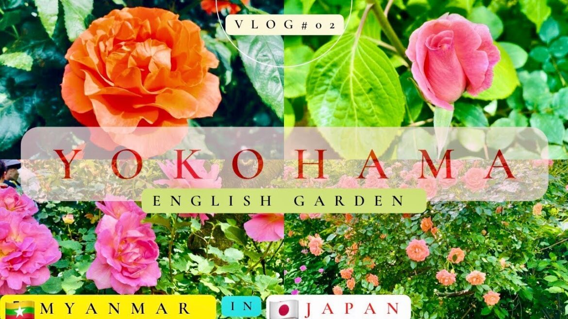 🇯🇵YOKOHAMA English garden🌹🪴ပန်းချစ်သူတို့အတွက် 🇯🇵🇲🇲 横浜イングリッシュガーデン 🇯🇵YOKOHAMA English garden🌹🪴ပန်းချစ်သူတို့အတွက် 🇯🇵🇲🇲 横浜イングリッシュガーデン