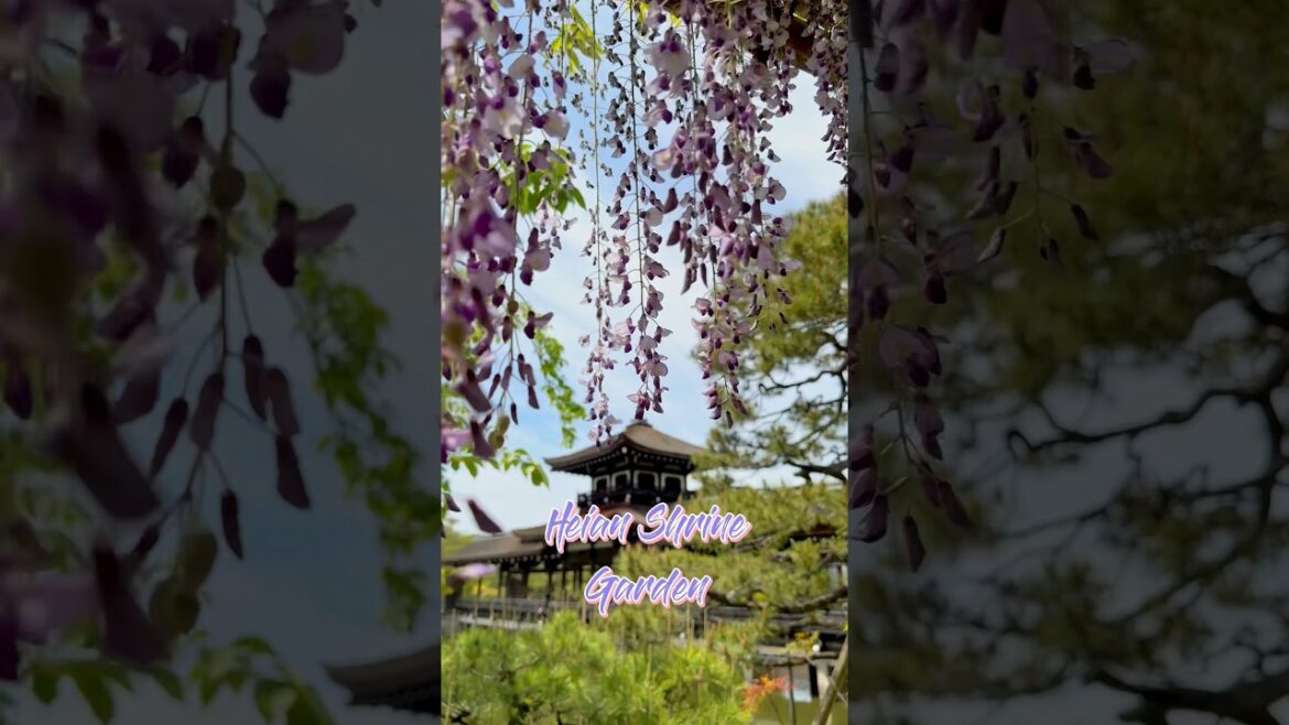 Wisteria Bloom in Heian Shrine Gardens in Kyoto, Japan Wisteria Bloom in Heian Shrine Gardens in Kyoto, Japan