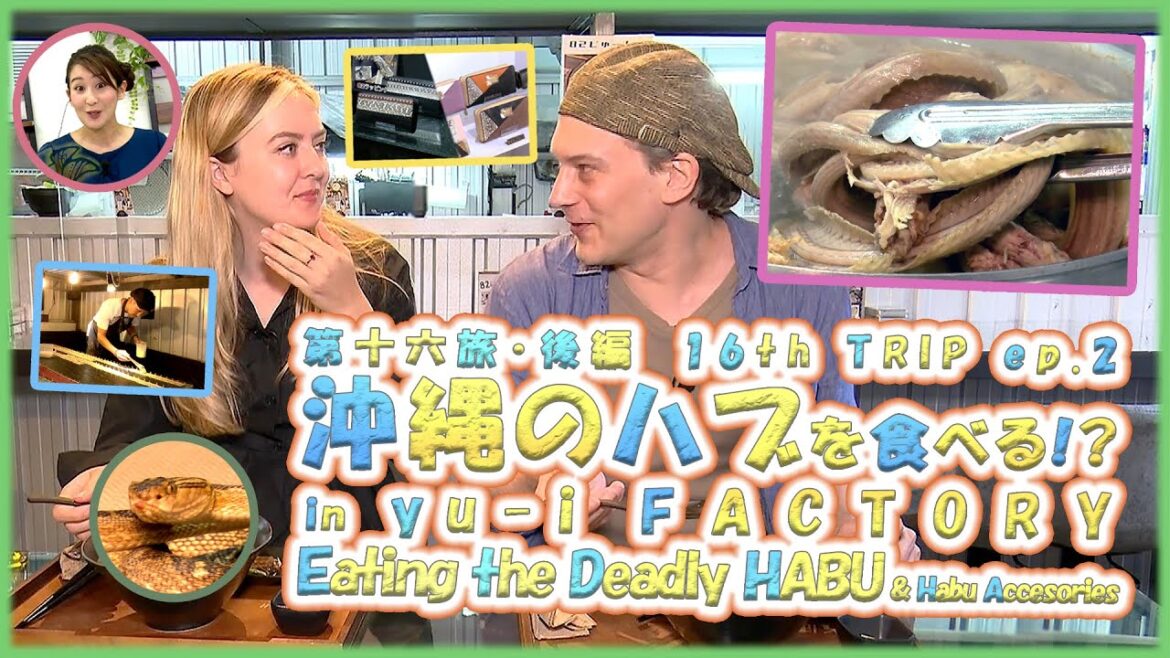 第十六旅・後編 「🐍沖縄のハブを食べる!?👜&ハブ革アクセサリー in yu-i FACTORY🐍」【🇯🇵字幕👂】 第十六旅・後編 「🐍沖縄のハブを食べる!?👜&ハブ革アクセサリー in yu-i FACTORY🐍」【🇯🇵字幕👂】